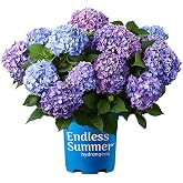 Endless Summer BloomStruck Bigleaf Hydrangea, Live Flowering Shrub 3 Gallon | Live Outdoor Plants - Zones 4-9 - Pink Blue Purple Reblooming Blooms - Summer-Fall - Hydrangea macrophylla - PP25566