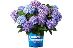 Blooming & Beautiful - BloomStruck Bigleaf Hydrangea - Endless Summer - 3 Gal - Reblooming Pink Blue Purple Mophead Blooms Summer to Fall - Zones 4-9 - Hydrangea Macrophylla - 3 Gallon Pot