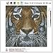 DIY 5D Diamond Painting Kit, Full Drill Tiger Embroidery Cross Stitch Arts Craft Canvas Wall Decor 11.8 x 11.8 inch