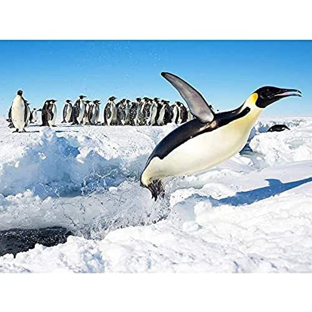Michel Emperor Penguin Antarctica Jumping From Water Photo Art Print Canvas Premium Wall Decor Poster Mural