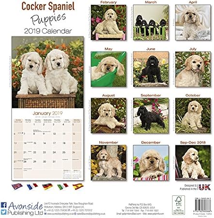 Calendrier 2019 Cocker Spaniel Chiot Puppie Avec Carte De Noel Amazon Fr Fournitures De Bureau