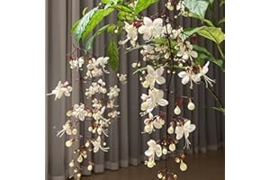 Clerodendrum wallichii Seeds, Hardy Outdoor Plants, Hardy Jasmine Plant Seeds, Perennial Flower Meadow Seeds, Outdoor Garden 
