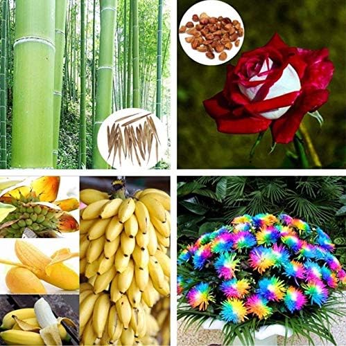 Portal Cool 50 En la Coliflor Semillas Jesi Huerto Raras: Amazon ...