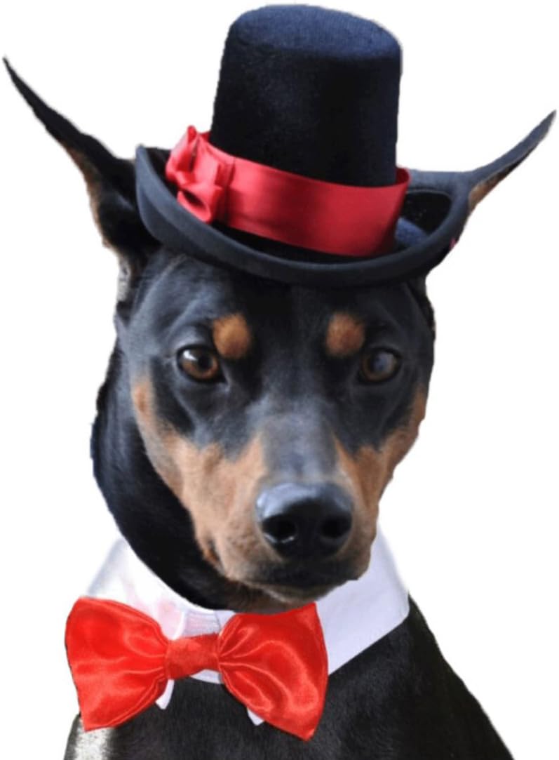 dog top hat
