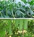 CrazyDeal Luffa Various Vegetable Garden Seeds Non-gmo Hybrid organic