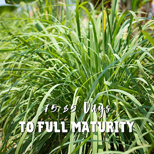 Lemon Grass Seeds for Planting Outdoor 250 Mg Packet NonGMO