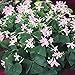 Oxalis Fanny Flower Bulbs - 15 Large Bulbs- 4/5cm - Blooms Nearly Year Round