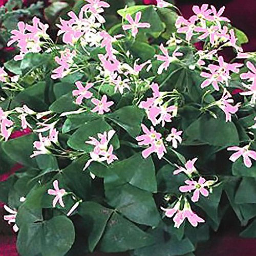 Oxalis Fanny Flower Bulbs - 15 Large Bulbs- 4/5cm - Blooms Nearly Year Round Oxalis Fanny Flower Bulbs - 15 Large Bulbs- 4/5cm - Blooms Nearly Year Round
