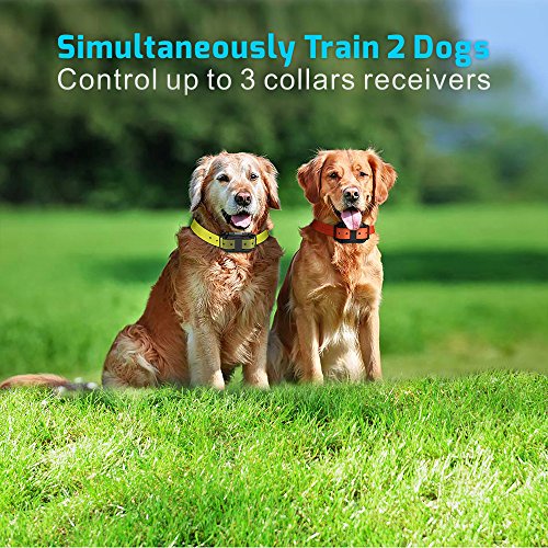 veckle dog training collar