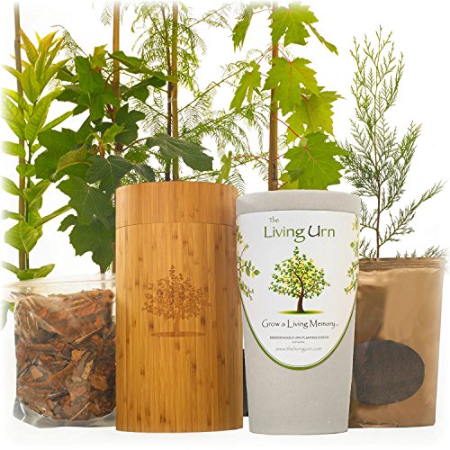 The Living Urn for People. Cremation Funeral Urn for Humans Including a Premium Tree Seedling. Grow a Living Memory Tree from the Ashes of a Loved One. 100% Biodegradable.