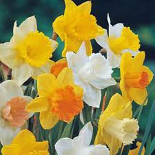 Daffodil, Bulb (5 Pack), Trumpet Mix, Perennial Daffodils