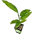 Galanga (Thai Ginger) Live Herb Plant - Alpinia Galangal by Wellspring Gardens Starter Plant - Spice for Southeast Asian Cooking - Planting and Culinary Use - Citrus, Black Pepper, Pine Needle Flavor
