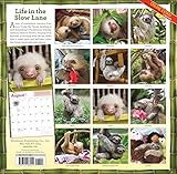 Image de Sloths Wall Calendar 2017