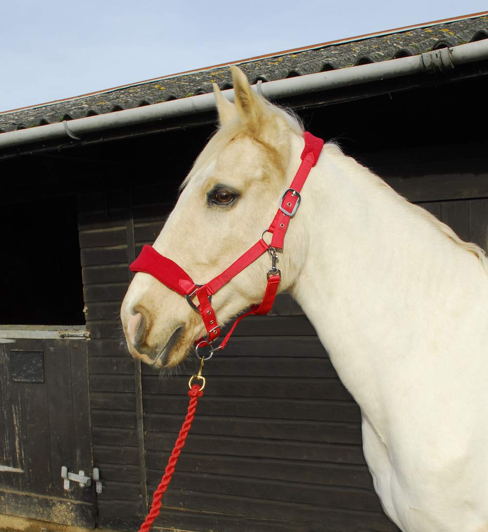 Rhinegold COMFORT HORSE HEADCOLLAR AND ROPE SET - Pony Size, Red Colour - Soft Padded Headpiece, Adjustable Fit - Available in Pony, Cob, Full Sizes - Red, Navy, Royal Blue or Black