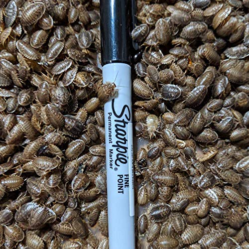 DBDPet Premium Live Dubia Roaches 255ct Small (0.25-0.375") - Bearded Dragon, Leopard Gecko, Phelsuma, Chameleon, and Other Small Reptile Food - Includes a Caresheet - Thumbnail 3
