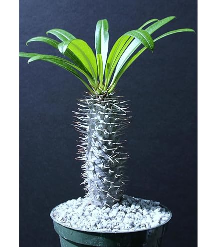 large plant pots square Cobalt Blue Ceramic Milan Square Pot