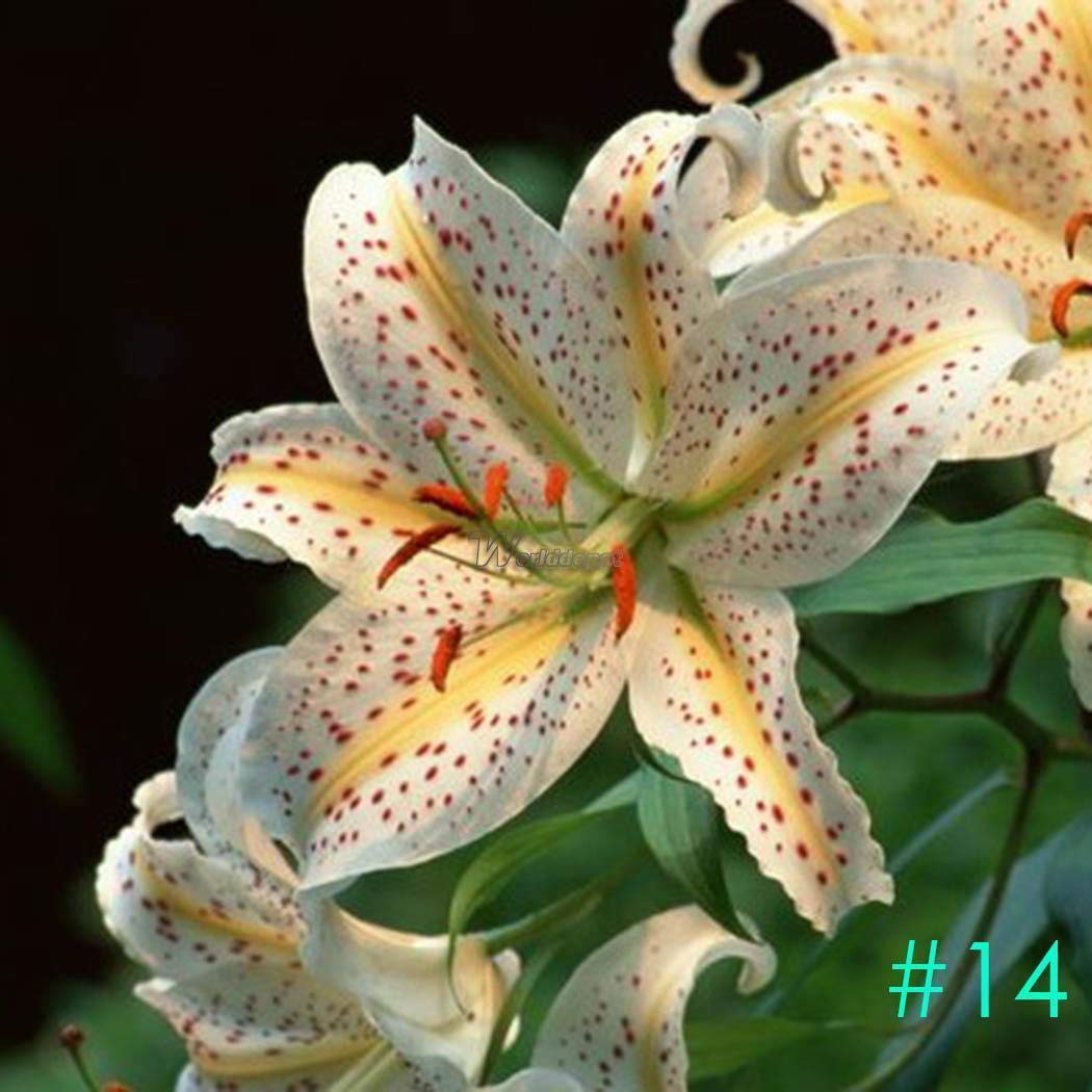 Portal Cool 1: 50Pcs cultivar un huerto casero deliciosas verduras ...