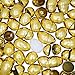 Set of 48 Plastic Eggs: 47 Metallic Gold and 1 Surprise White Egg
