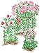 Gardener's Supply Company Grow Through Plant Support | Sturdy Metal Plants Support Frame For Peonies, Rose Ornamental Flower Garden Cage | Wide Top Rings Natural Bouquet Shape | 18