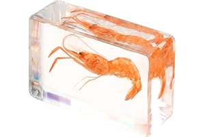 JECOMPRIS Shrimp in Resin Specimen Collection Paperweight Ocean Animal Preserved Shrimp in Resin for Kids Educational