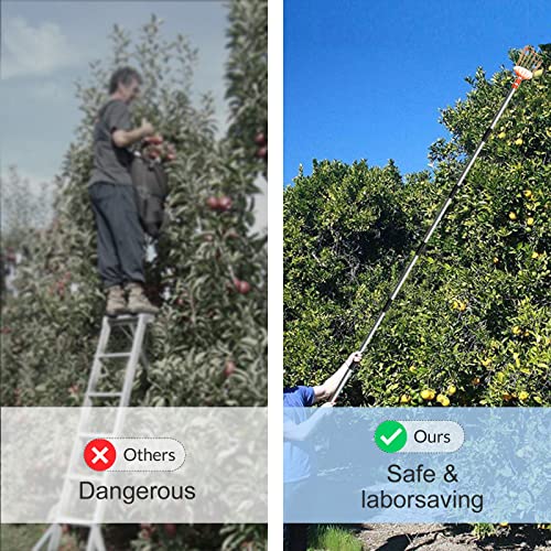 Walensee 13FT Fruit Picker Pole with Basket, 35-158 Inch Adjustable Mango Picker Tool, Stainless Steel Telescoping Cherry Picker for Tree, Apple Pear Lemon Orange Avocado Picking