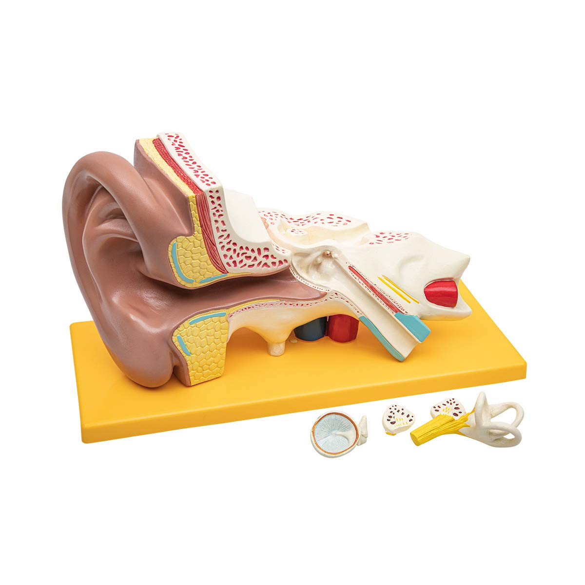 Elementary Anatomy Anatomical Ear Model – 3x Enlarged Ear Model with Outer, Middle & Inner Ear, Removable Ossicles, 4-Part, Hand-Painted, Base