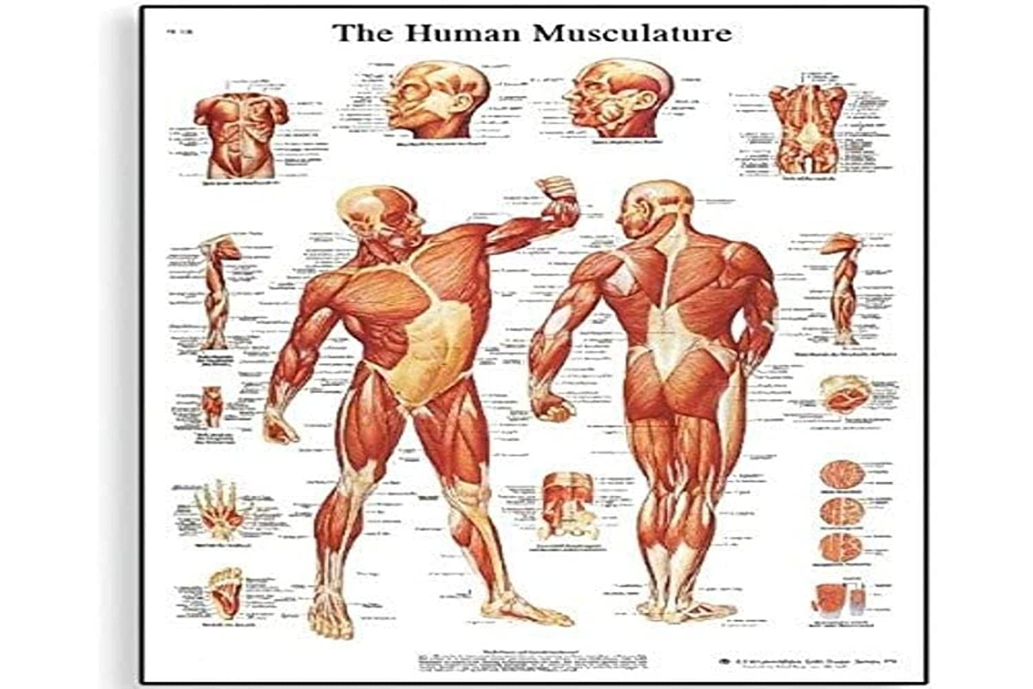 3B Scientific VR1118L Human Anatomy - Human Musculature Chart, Laminated Version