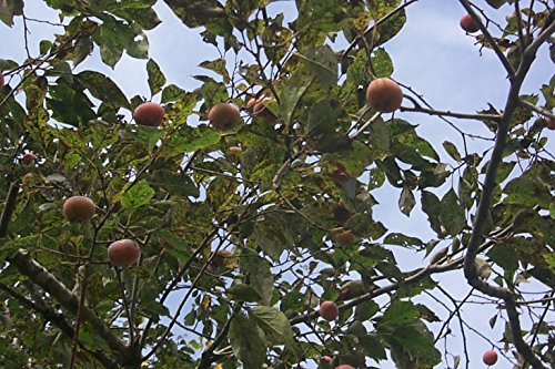 Persimmon Tree - Diospyros virginiana - Healthy Established Roots - One Trade Gallon - 1 Plant by Growers Solution