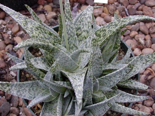 White Fox Aloe Vera in 2.5" Clay Pot Medicine Plant/Burn