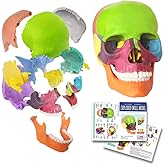Human Skull Model, Didactic 15 Parts Anatomy Skull Model, 1/2 Life Size | EVOTECH SCIENTIFIC Exploded Skull for Medical Anatomy and Physiology Teaching Learning Study Skull Puzzle, Colored