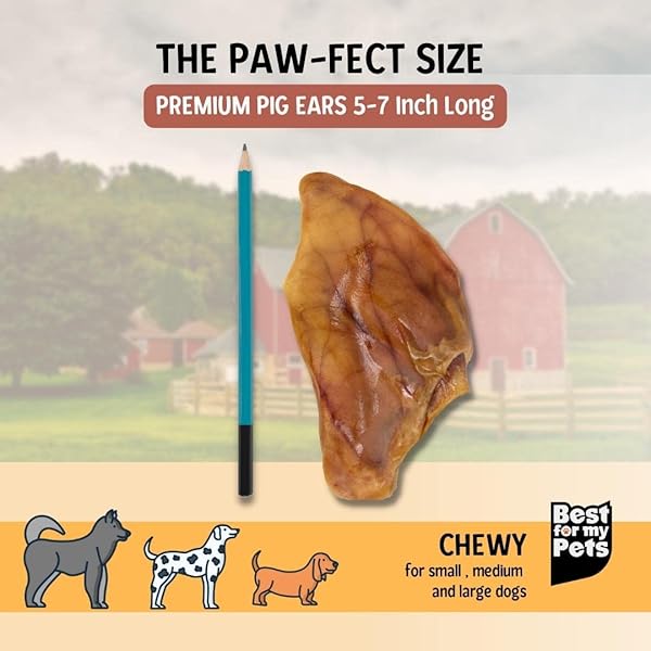 BEST FOR MY PETS PIG EARS FOR DOGS (WHOLE, 6 PACK), HEALTHY, HIGHLY DIGESTIBLE ALL NATURAL PIGS EARS LONG-LASTING DOG CHEWS, PORK DOG CHEW TREAT