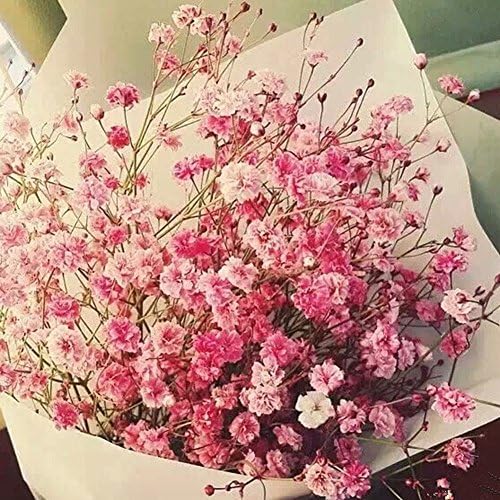 Gmgqsago 30Pcs Colorful Baby's Breath Gypsophila Seeds Flower Garden Bonsai Plant Decor - Pink