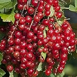 Red Lake Currant Bush - Potted - Jelly Makers Love It - 4