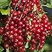 Red Lake Currant Bush - Potted - Jelly Makers Love It - 2.5" Pot