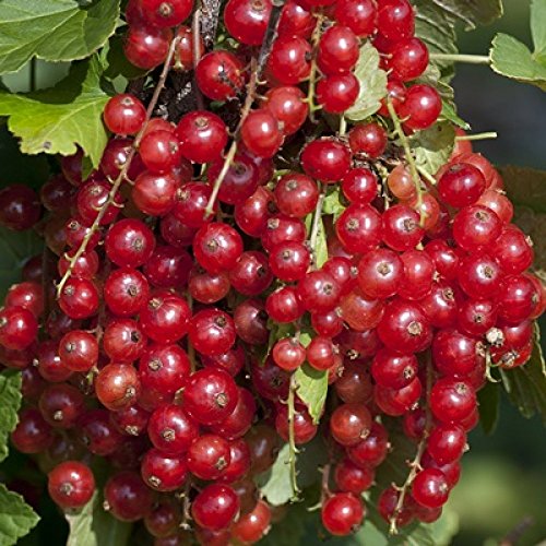 Jonkheer Van Tets Red Currant Bush - Top Rated For Flavor - 4