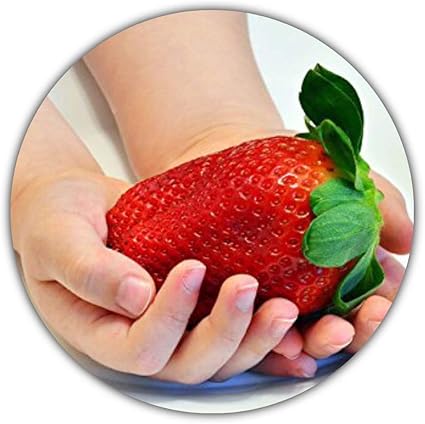 Fraises Geantes Fragaria Ananassa 150 Graines La Plus Grande Fraise Du Monde Bon Gout Riche En Vitamines Amazon Fr Jardin