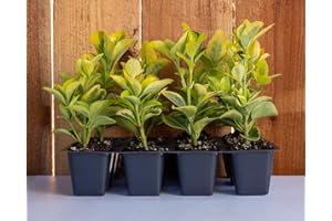 CITRONELLAKING 12 Golden Euonymus Plants, Euonymus Japonica ‘Aureo-Marginatus’, Thriving in 2.5” Nursery Cubes, Highly Ornamental Evergreen Shrub