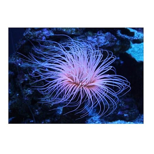 Hintergrund Unterwasser