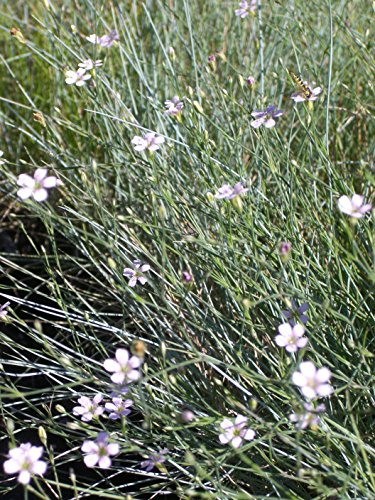 Pflanzensortiment Niedrige Blütenstauden für 4 m² – Bild 8