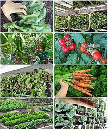 bok Choy 300 Seeds Four Seasons Cabbage: Garden Yard Pot Balcony Green Vegetable Seeds Organic Non-GMO Vegetable Seed Sowing Seasons Genuine Balcony Garden Seeds