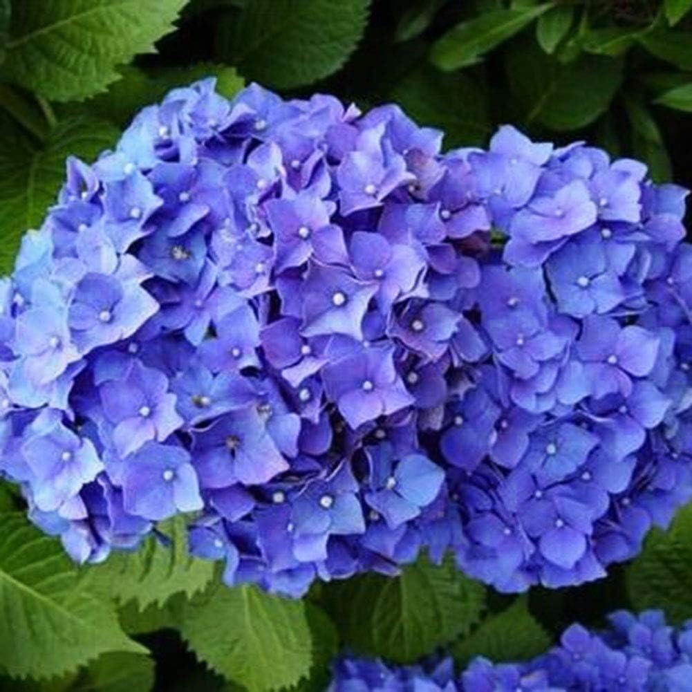 LUYANhapy9 Geranium Seeds 10Pcs Geranium Seeds Pelargonium Hortorum Flower Home Garden Yard Bonsai Decor Flower Seeds - Geranium Seeds