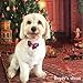 yagopet 10pcs/Pack New Puppy Dog Bow Ties Butterfly Bows Cat Dog Bowties Collar Festival Puppy Dog Ties Dog Grooming Accessories