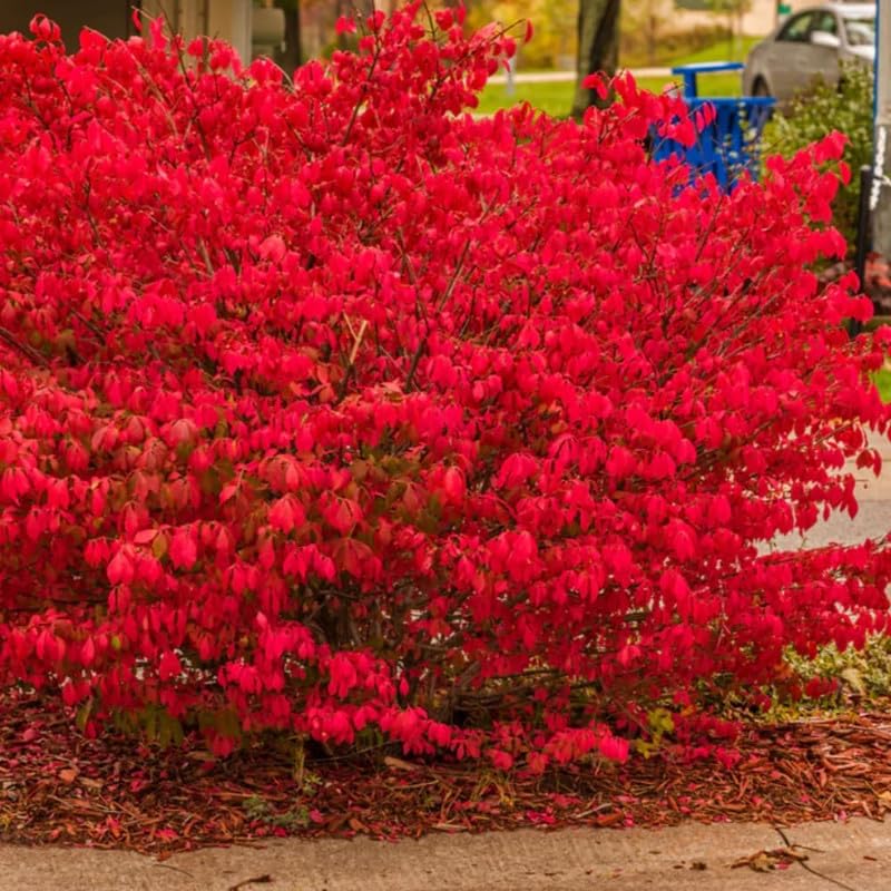 UIOTER Dwarf Burning Bush 5 Live Bare Roots 6-12 Inch Tall Hardy Perennial Shrub Vibrant Red Fall Color for Outdoor Planting