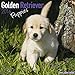 Golden Retriever Puppies Calendar - Only Dog Breed Golden Retriever Puppies Calendar - 2016 Wall calendars - Dog Calendars - Monthly Wall Calendar by Avonside