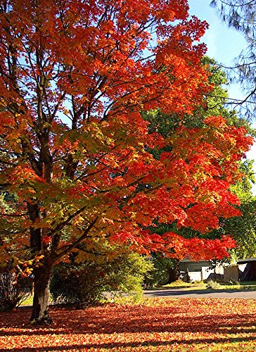 Sugar Maple, Acer Saccharum (Northern), 20 Tree Seeds, Fall Colors!