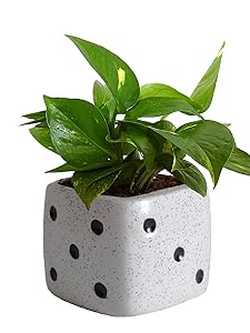 Rolling Nature Good Luck Air Purifying Money Plant in White Dice Ceramic Pot