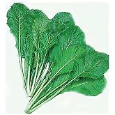 Large Bag Turnip Green Seeds - Seven Top Turnip Greens - 6800 Seeds