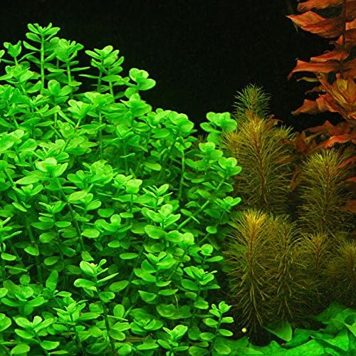 10 Safe Aquatic Plants For Turtles Affordable And LowMaintenance