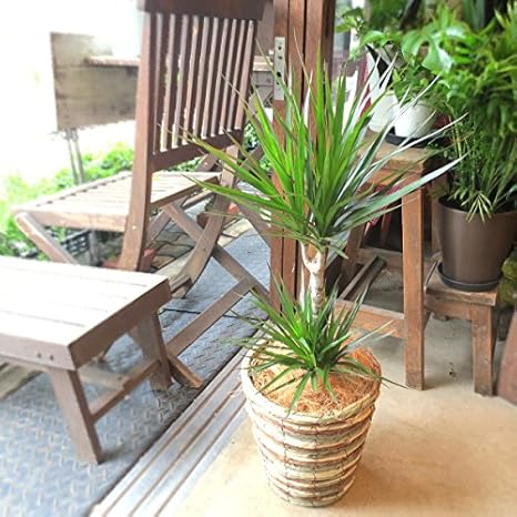 Amazon ドラセナ コンシンネ マルギナータ 真実の木 6号鉢サイズ 鉢植え 観葉植物 オンライン通販