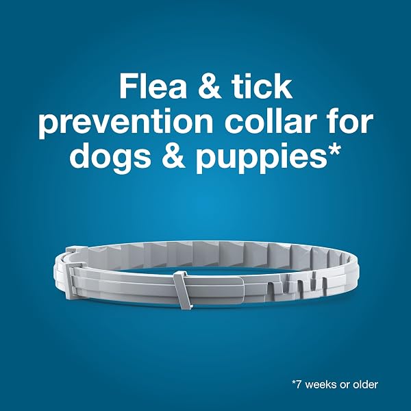 SERESTO SMALL DOG VET-RECOMMENDED FLEA & TICK TREATMENT & PREVENTION COLLAR FOR DOGS UNDER 18 LBS. | 2 PACK